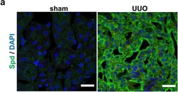 Invitrogen Goat anti-Rabbit IgG (H+L) Cross-Adsorbed Secondary Antibody,