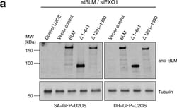 Invitrogen&trade;&nbsp;Goat anti-Mouse IgG (H+L) Highly Cross-Adsorbed Secondary Antibody, HRP