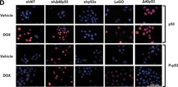Invitrogen Goat anti-Mouse IgG (H+L) Cross-Adsorbed ReadyProbes Secondary