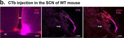 Invitrogen F(ab')2-Donkey anti-Mouse IgG (H+L) Highly Cross-Adsorbed Secondary