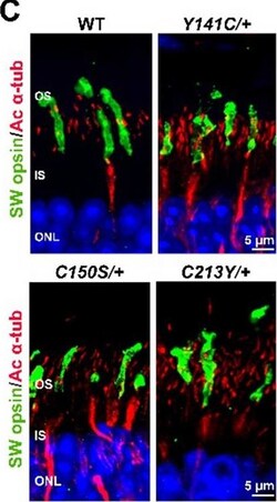 Invitrogen Goat anti-Rabbit IgG (H+L) Cross-Adsorbed Secondary Antibody,