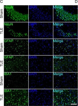 Invitrogen Goat anti-Mouse IgG (H+L) Cross-Adsorbed Secondary Antibody,