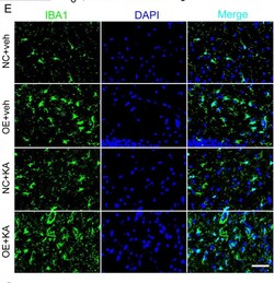 Invitrogen Goat anti-Rabbit IgG (H+L) Cross-Adsorbed Secondary Antibody,