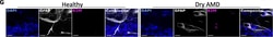 Invitrogen Goat anti-Mouse IgG (H+L) Cross-Adsorbed Secondary Antibody,