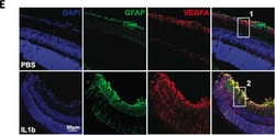 Invitrogen Goat anti-Mouse IgG (H+L) Cross-Adsorbed Secondary Antibody,