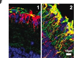 Invitrogen Goat anti-Mouse IgG (H+L) Cross-Adsorbed Secondary Antibody,