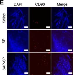 Invitrogen&trade;&nbsp;Rabbit anti-Mouse IgG (H+L) Cross-Adsorbed Secondary Antibody, Alexa Fluor&trade; 594