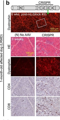 Invitrogen F(ab')2-Goat anti-Mouse IgG (H+L) Cross-Adsorbed Secondary Antibody,
