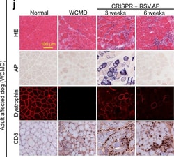 Invitrogen F(ab')2-Goat anti-Mouse IgG (H+L) Cross-Adsorbed Secondary Antibody,