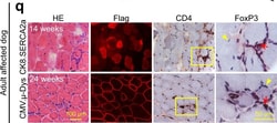 Invitrogen F(ab')2-Goat anti-Mouse IgG (H+L) Cross-Adsorbed Secondary Antibody,