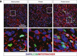 Invitrogen Goat anti-Rabbit IgG (H+L) Cross-Adsorbed Secondary Antibody,