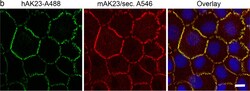 Invitrogen Donkey anti-Mouse IgG (H+L) Highly Cross-Adsorbed Secondary