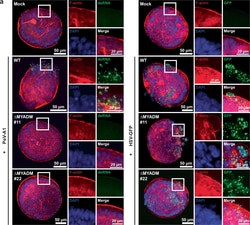 Invitrogen Goat anti-Mouse IgG (H+L) Cross-Adsorbed Secondary Antibody,