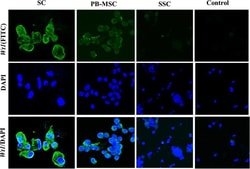 Invitrogen Goat anti-Mouse IgG (H+L) Cross-Adsorbed Secondary Antibody,