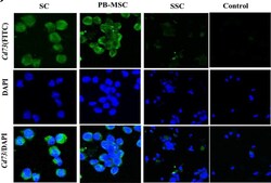 Invitrogen Goat anti-Mouse IgG (H+L) Cross-Adsorbed Secondary Antibody,