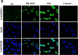 Invitrogen Goat anti-Mouse IgG (H+L) Cross-Adsorbed Secondary Antibody,
