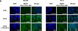Invitrogen Goat anti-Mouse IgG (H+L) Cross-Adsorbed Secondary Antibody,