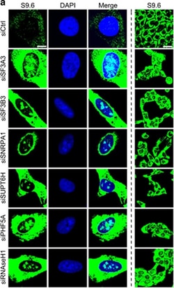 Invitrogen Goat anti-Mouse IgG (H+L) Cross-Adsorbed Secondary Antibody,