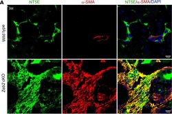 Invitrogen Goat anti-Mouse IgG2a Cross-Adsorbed Secondary Antibody, Alexa