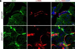 Invitrogen Goat anti-Mouse IgG2a Cross-Adsorbed Secondary Antibody, Alexa