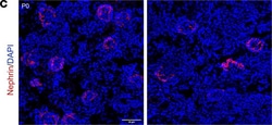 Invitrogen Goat anti-Mouse IgG2a Cross-Adsorbed Secondary Antibody, Alexa