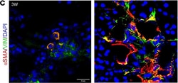 Invitrogen Goat anti-Mouse IgG2a Cross-Adsorbed Secondary Antibody, Alexa