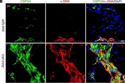 Invitrogen Goat anti-Mouse IgG2a Cross-Adsorbed Secondary Antibody, Alexa