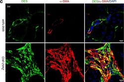Invitrogen Goat anti-Mouse IgG2a Cross-Adsorbed Secondary Antibody, Alexa