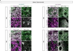 Invitrogen Goat anti-Rabbit IgG (H+L) Cross-Adsorbed Secondary Antibody,