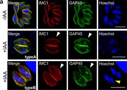Invitrogen Goat anti-Mouse IgG (H+L) Cross-Adsorbed Secondary Antibody,
