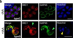 Invitrogen Goat anti-Mouse IgG (H+L) Cross-Adsorbed Secondary Antibody,