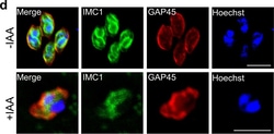 Invitrogen Goat anti-Rabbit IgG (H+L) Cross-Adsorbed Secondary Antibody,