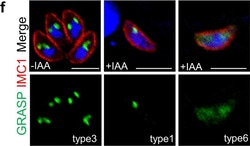 Invitrogen Goat anti-Mouse IgG (H+L) Cross-Adsorbed Secondary Antibody,