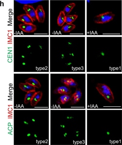 Invitrogen Goat anti-Mouse IgG (H+L) Cross-Adsorbed Secondary Antibody,
