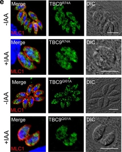 Invitrogen Goat anti-Mouse IgG (H+L) Cross-Adsorbed Secondary Antibody,