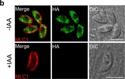 Invitrogen Goat anti-Mouse IgG (H+L) Cross-Adsorbed Secondary Antibody,