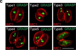 Invitrogen Goat anti-Mouse IgG (H+L) Cross-Adsorbed Secondary Antibody,
