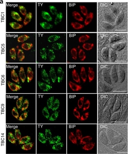 Invitrogen Goat anti-Rabbit IgG (H+L) Cross-Adsorbed Secondary Antibody,