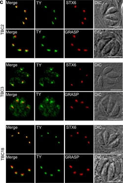 Invitrogen Goat anti-Mouse IgG (H+L) Cross-Adsorbed Secondary Antibody,