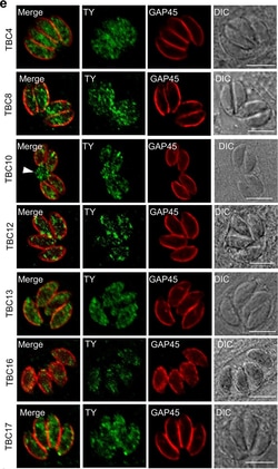 Invitrogen Goat anti-Rabbit IgG (H+L) Cross-Adsorbed Secondary Antibody,