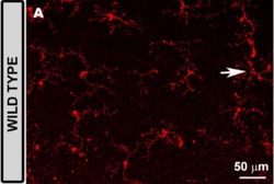 Invitrogen Donkey anti-Rabbit IgG (H+L) Highly Cross-Adsorbed Secondary
