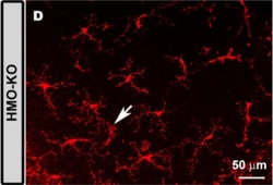 Invitrogen Donkey anti-Rabbit IgG (H+L) Highly Cross-Adsorbed Secondary