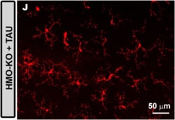 Invitrogen Donkey anti-Rabbit IgG (H+L) Highly Cross-Adsorbed Secondary