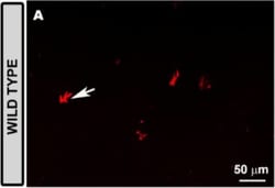 Invitrogen Donkey anti-Rabbit IgG (H+L) Highly Cross-Adsorbed Secondary