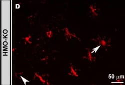 Invitrogen Donkey anti-Rabbit IgG (H+L) Highly Cross-Adsorbed Secondary