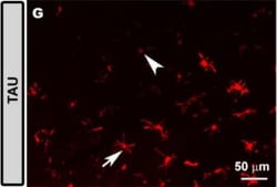Invitrogen Donkey anti-Rabbit IgG (H+L) Highly Cross-Adsorbed Secondary