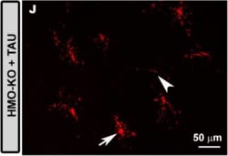 Invitrogen Donkey anti-Rabbit IgG (H+L) Highly Cross-Adsorbed Secondary