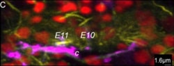 Invitrogen Goat anti-Rabbit IgG (H+L) Cross-Adsorbed Secondary Antibody,