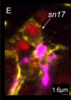 Invitrogen Goat anti-Rabbit IgG (H+L) Cross-Adsorbed Secondary Antibody,