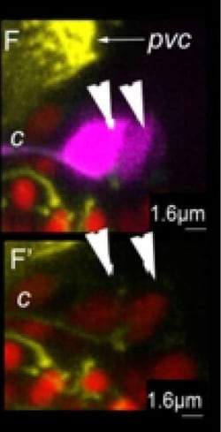 Invitrogen Goat anti-Rabbit IgG (H+L) Cross-Adsorbed Secondary Antibody,